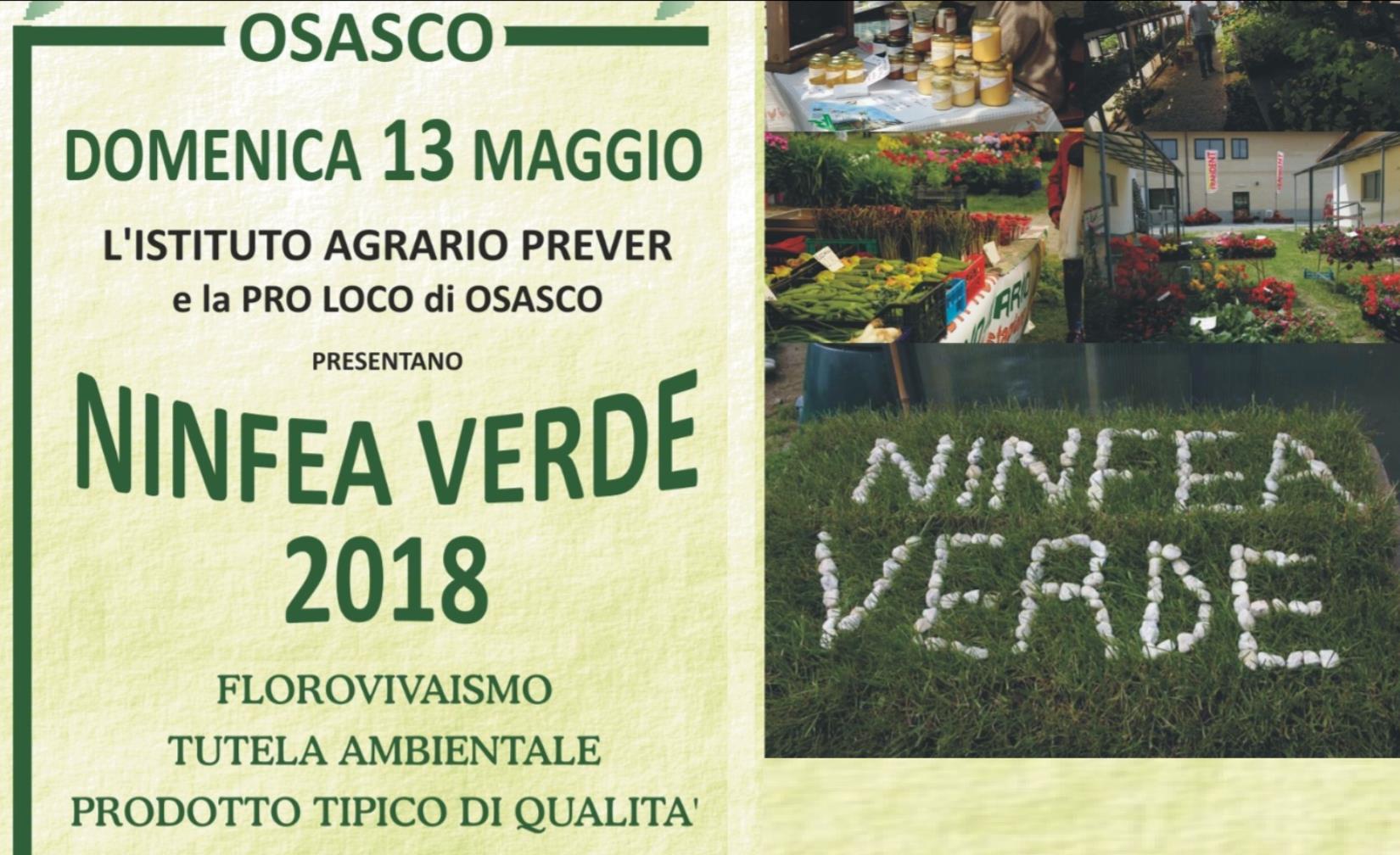 Ninfea Verde
