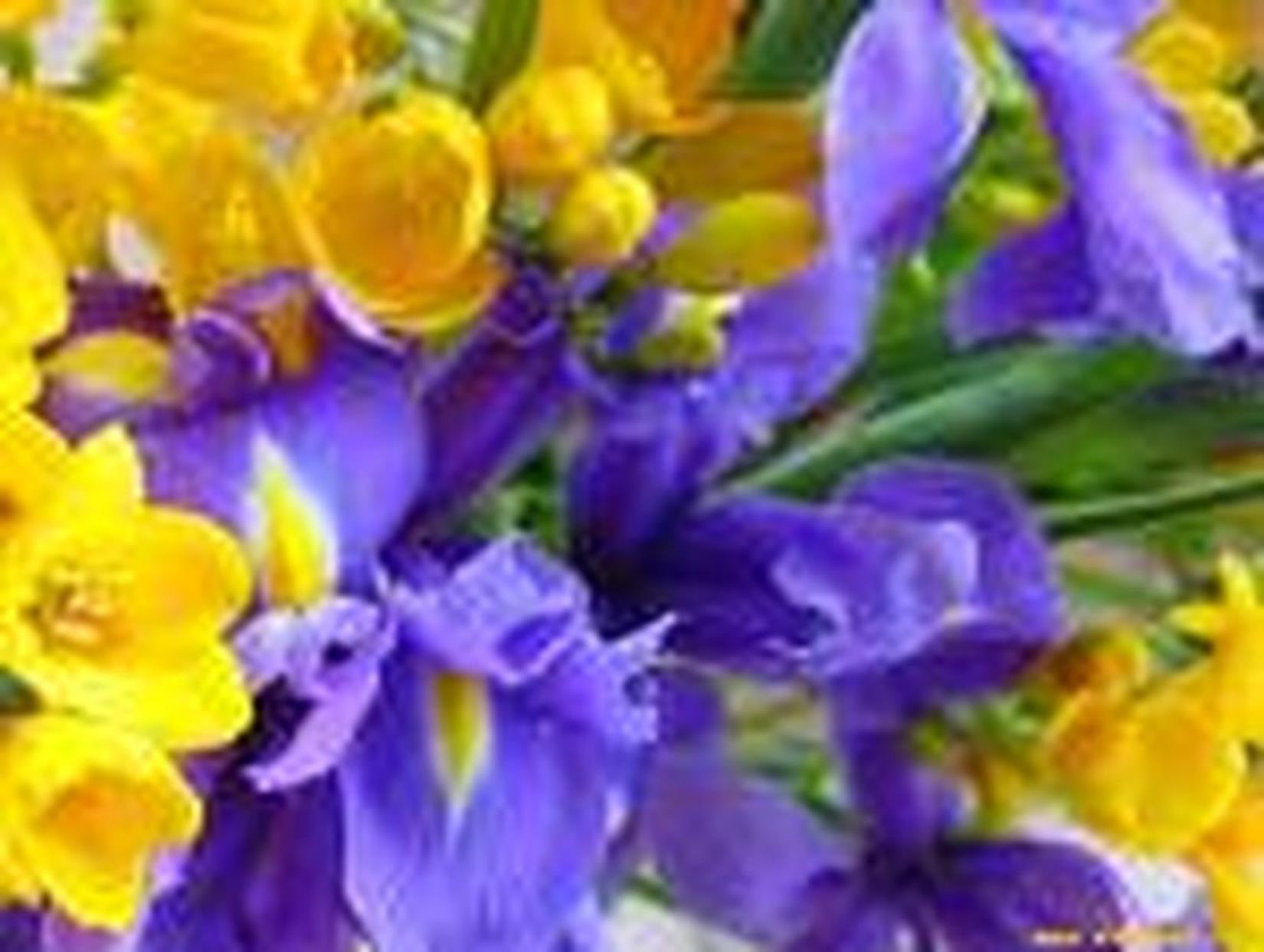 Cavour in Fiore 2016